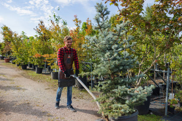 How Our Tree Care Process Works  in  Woodmoor, CO